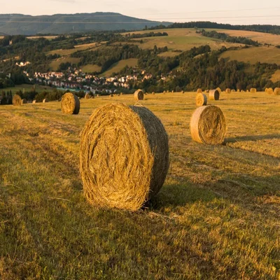 rancher group animal feed product Rhodes Grass